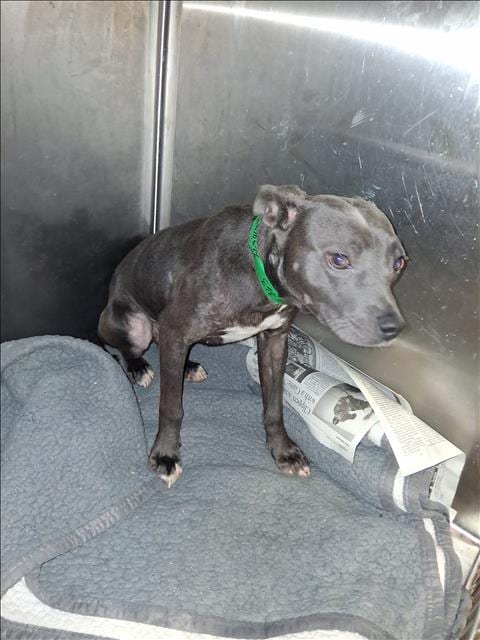 Photo of Vicky, adoptable Pit Bull Terrier in Los Angeles, California