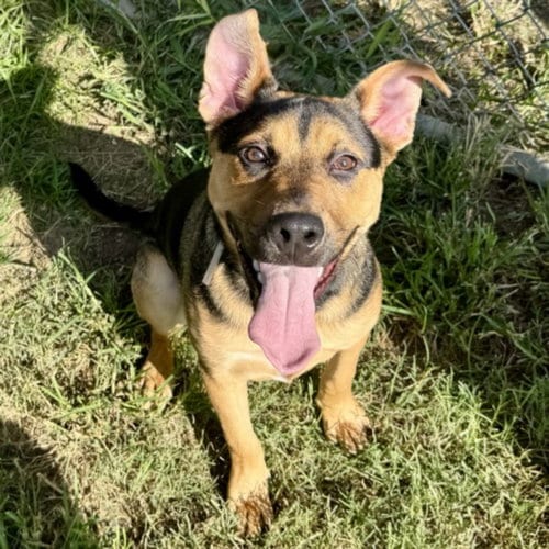 Photo of Calvin, adoptable Staffordshire Bull Terrier in Houston, Texas