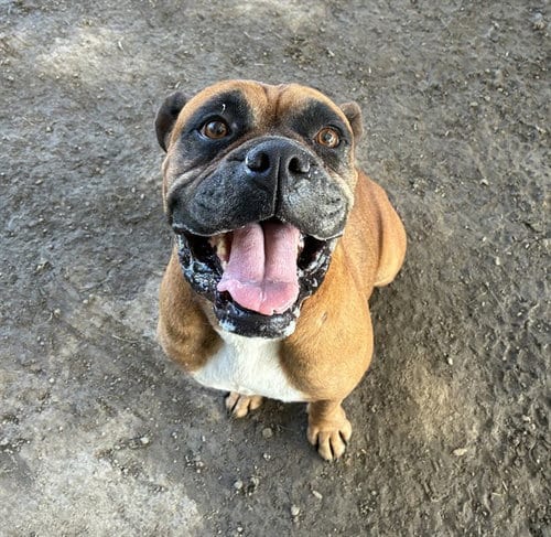 Photo of Cocacola, adoptable Boxer in Riverside, California