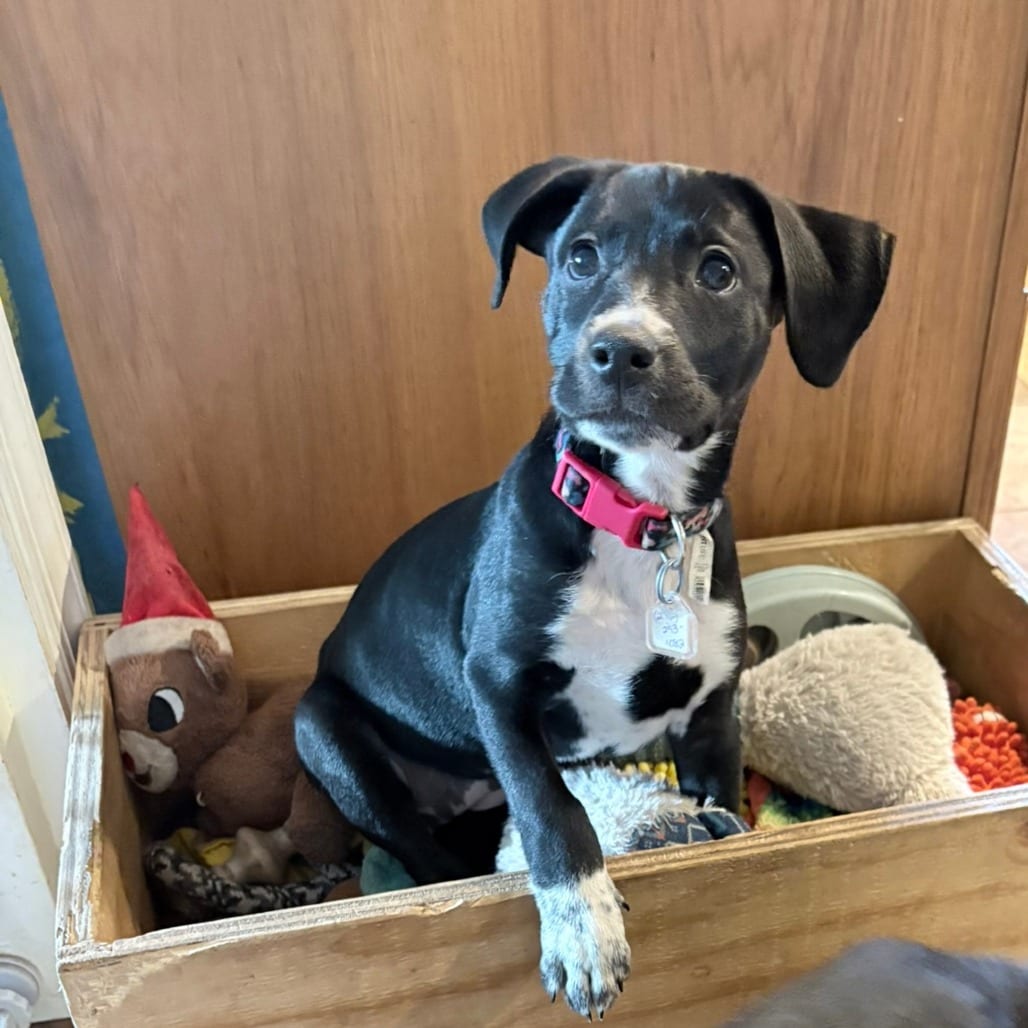 Photo of Venus, adoptable Terrier / Retriever, Labrador in Fairfax Station, Virginia
