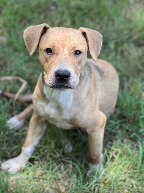 Photo of Willow, adoptable American Pit Bull Terrier in FRAMINGHAM, Massachusetts