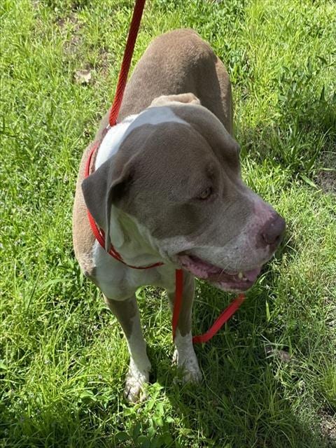 Photo of Petey, adoptable American Bulldog in Fort Myers, Florida