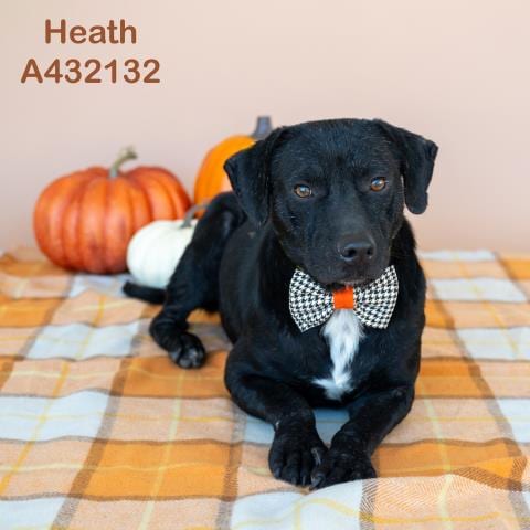 Photo of Heath, adoptable Pit Bull Terrier in Conroe, Texas