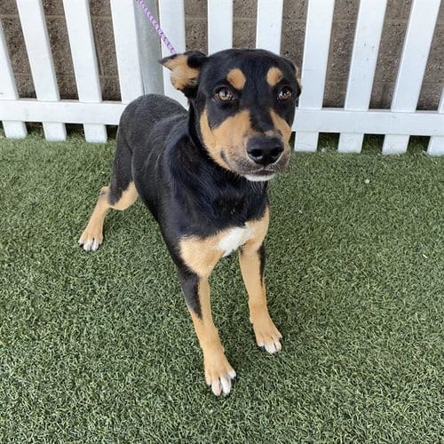 Photo of Liberty, adoptable Australian Kelpie in Modesto, California