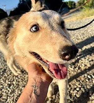 Photo of Harley, adoptable Husky in Dana Point, California