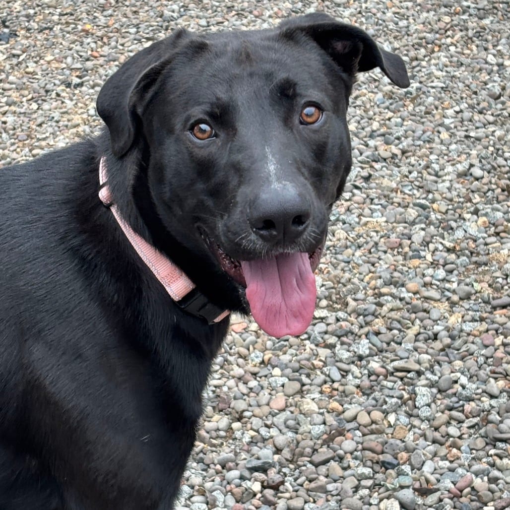 Photo of Koda, adoptable Mixed Breed (Large) in Medford, Oregon