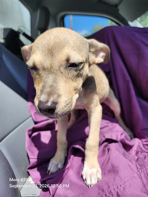 Photo of Cotton, adoptable American Staffordshire Terrier in San Antonio, Texas