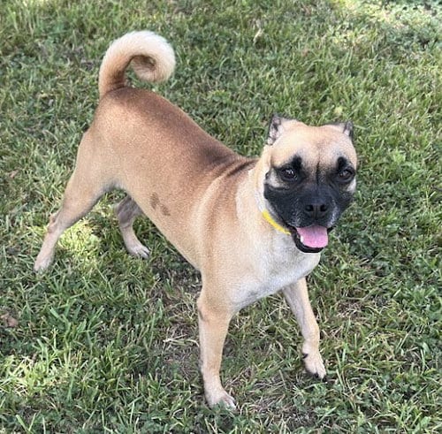 Photo of Chloe, adoptable Pug in Houston, Texas