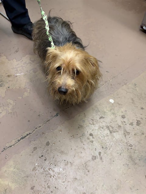 Photo of Cubbie, adoptable Yorkshire Terrier mix in Chicago, Illinois