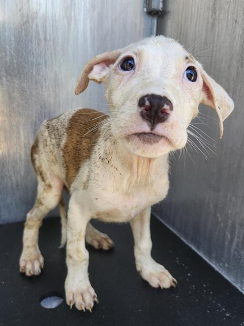 Photo of Alfonso, adoptable Labrador Retriever in San Antonio, Texas