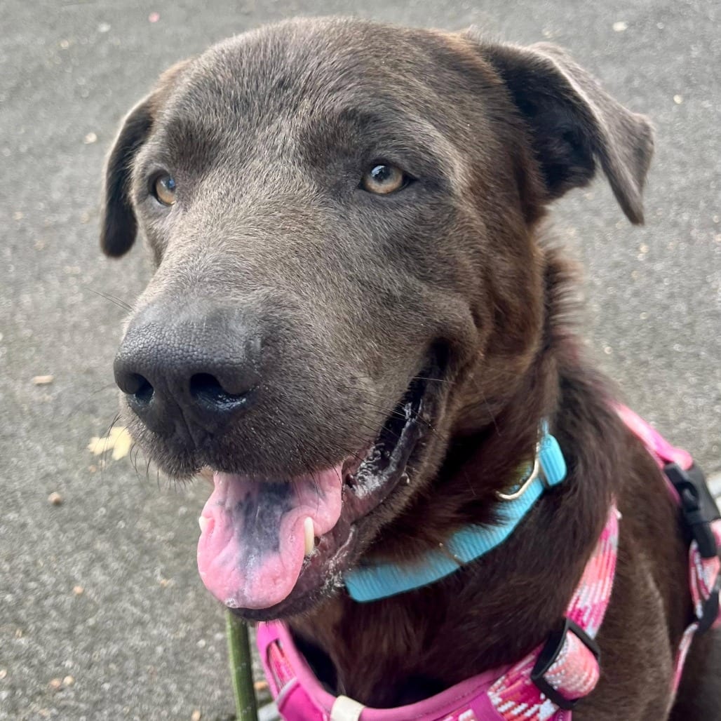 Photo of Coco Fred, adoptable Retriever, Chocolate Labrador / Mixed Breed (Large) in Whitestone, New York
