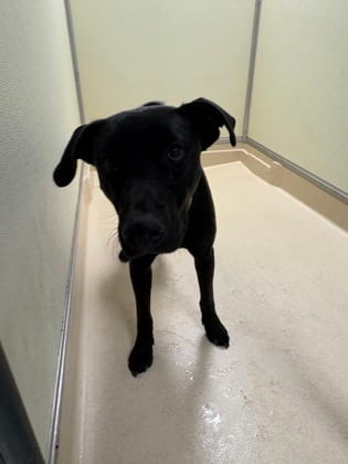 Photo of Kravitz, adoptable Retriever, Labrador/Mix in Raeford, North Carolina