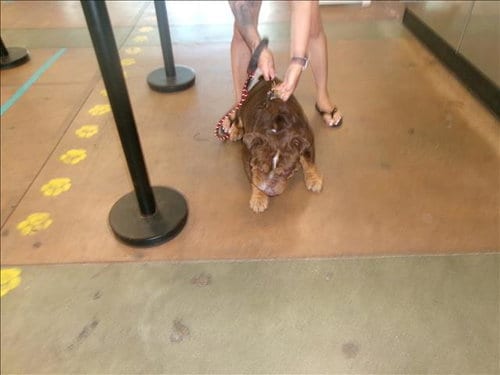 Photo of Chato, adoptable English Bulldog in Van Nuys, California