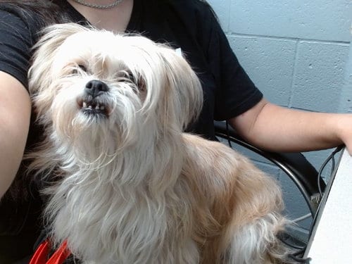 Photo of Janice, adoptable Shih Tzu in Albuquerque, New Mexico