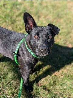 Photo of Jenny, adoptable Labrador Retriever in Clyde, North Carolina