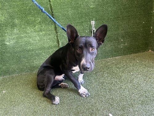 Photo of Kratos, adoptable Siberian Husky in Lancaster, California