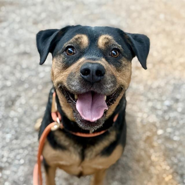 Photo of Choco, adoptable dog
