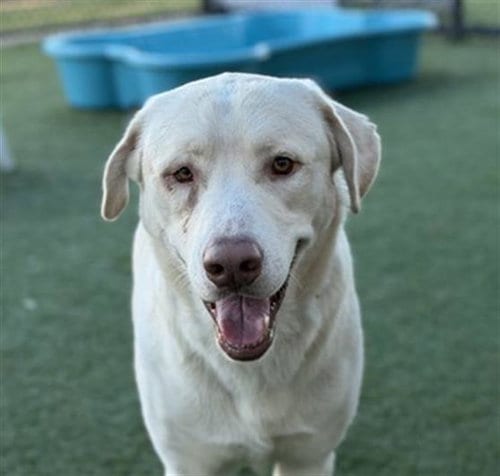 Photo of Buster, adoptable Labrador Retriever in Dallas, Texas