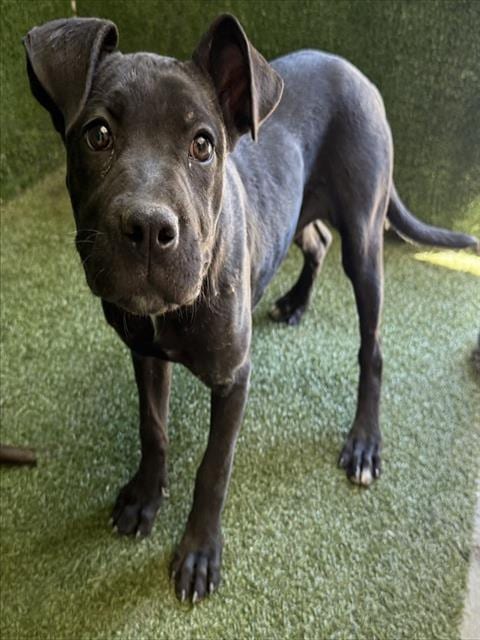 Photo of Tanya, adoptable Pit Bull Terrier in Lancaster, California