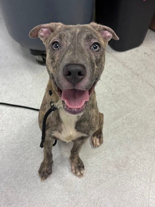 Photo of Mina, adoptable Pit Bull Terrier in Los Angeles, California