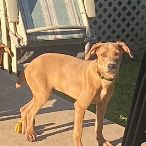Photo of Porky, adoptable Hound in South Elgin, Illinois