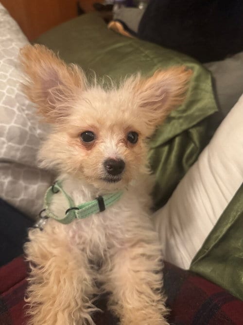 Photo of Sugar cube, adoptable Poodle (Miniature) in Springdale, Pennsylvania