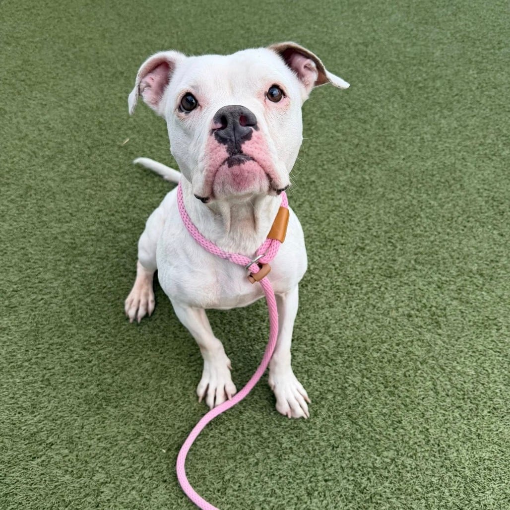 Photo of Saki 14697, adoptable Boxer / Terrier, American Pit Bull in Phoenix, Arizona