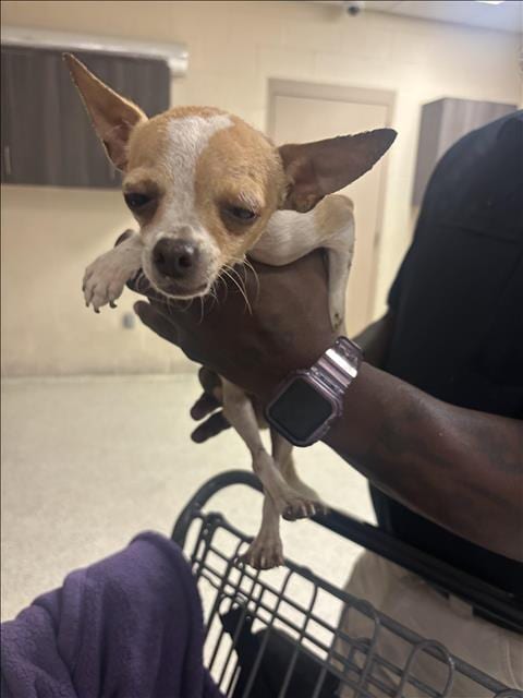 Photo of A433485, adoptable Chihuahua in Conroe, Texas