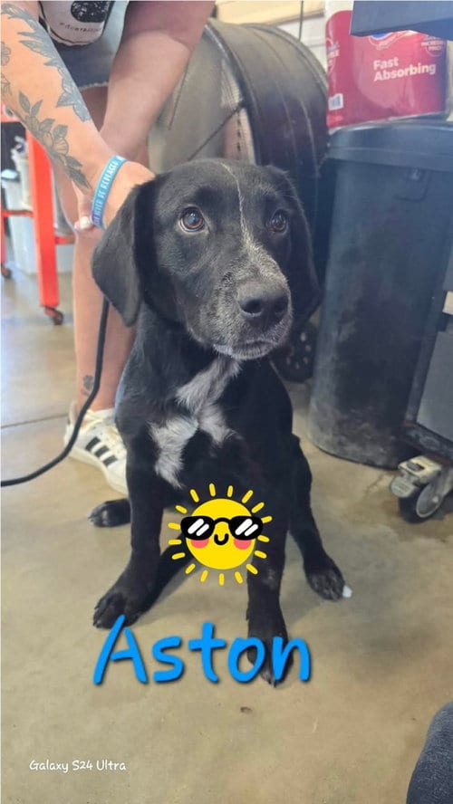 Photo of Aston, adoptable Labrador Retriever in Warrenton, Missouri