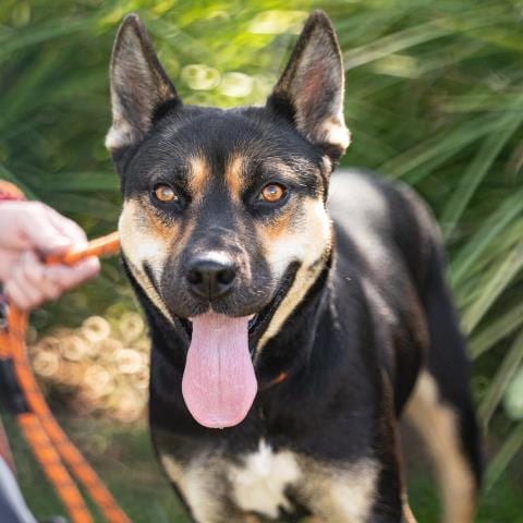 Photo of Riley, adoptable German Shepherd Dog in Camarillo, California