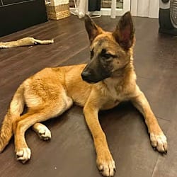 Photo of Cece, adoptable Labrador Retriever Shepherd (Unknown Type) in Boulder, Colorado