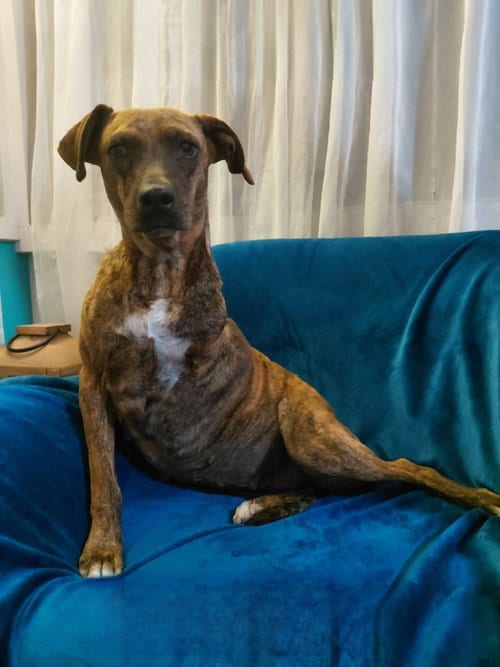 Photo of Coco, adoptable American Staffordshire Terrier in Vancouver, Washington