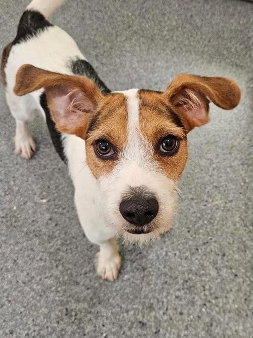 Photo of Splinter, adoptable Jack Russell Terrier in Low Moor, Virginia