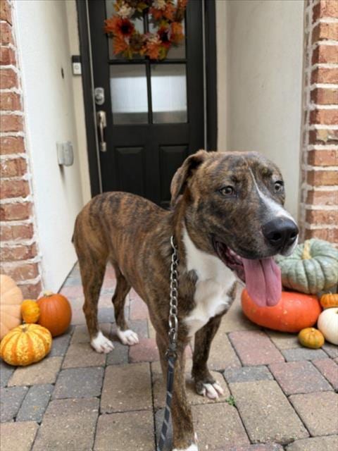 Photo of Andrew, adoptable Staffordshire Bull Terrier in Houston, Texas