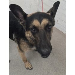 Photo of Larry, adoptable German Shepherd Dog in San Bernardino, California