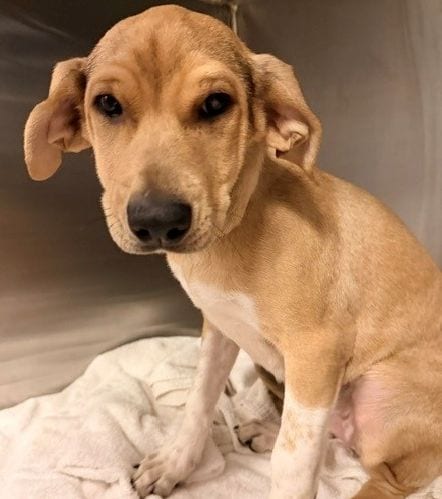 Photo of Avery, adoptable Unknown breed in Rancho Santa Fe, California