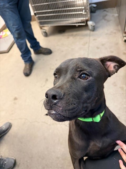 Photo of Peanut Butter, adoptable dog