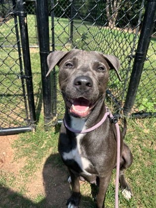 Photo of Jortney, adoptable dog in Chamblee, Georgia