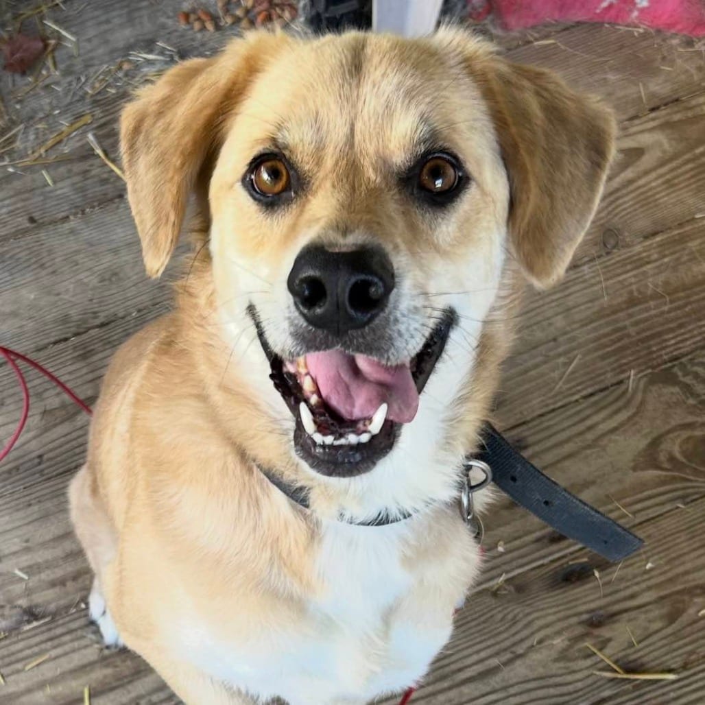 Photo of Jackson (Jack), adoptable Retriever, Yellow Labrador / Mixed Breed (Medium) in Fairfax Station, Virginia
