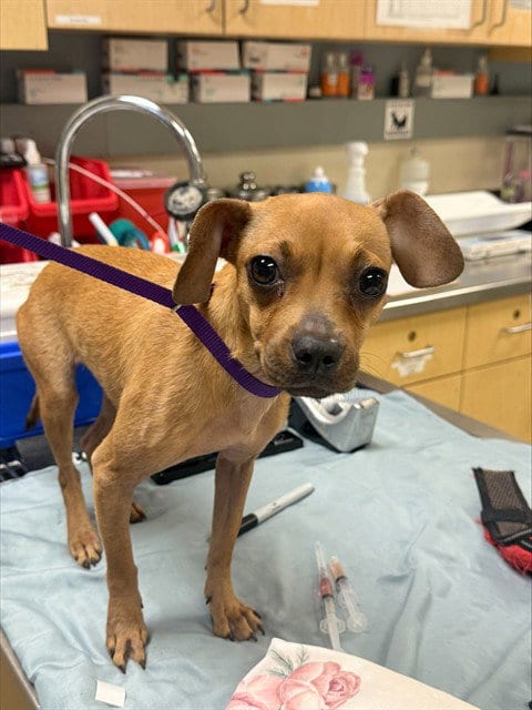 Photo of Rosalie, adoptable Chihuahua in Riverside, California