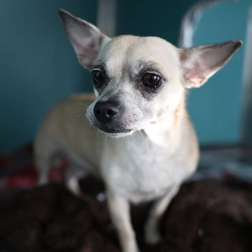 Photo of Peaches, adoptable Chihuahua in San Antonio, Texas