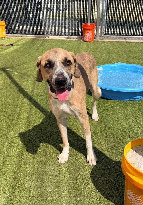 Photo of Dexter, adoptable Anatolian Shepherd in Newcastle, Oklahoma