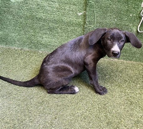 Photo of Gina, adoptable German Shepherd Dog in Lancaster, California