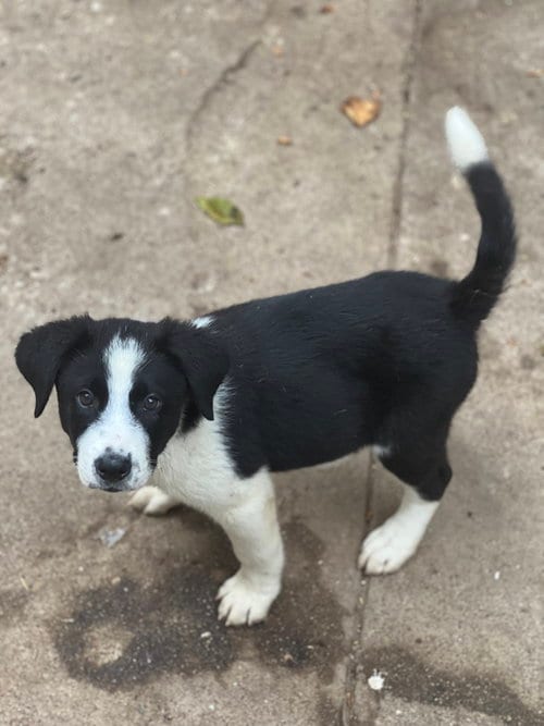 Photo of Jace, adoptable Australian Cattle Dog/Blue Heeler in Dana Point, California