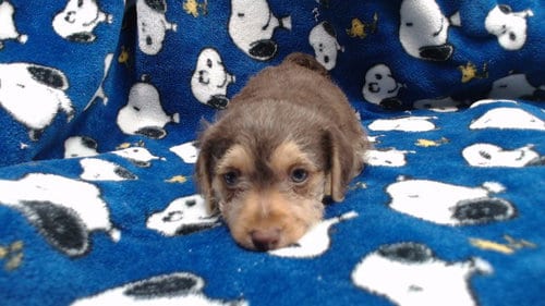 Photo of Lucy, adoptable Terrier in Downey, California