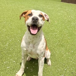 Photo of Logan 9911, adoptable American Bulldog Labrador Retriever in Loxahatchee, Florida
