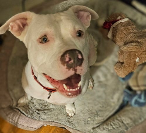 Photo of Baby, adoptable American Pit Bull Terrier in Greensboro, North Carolina