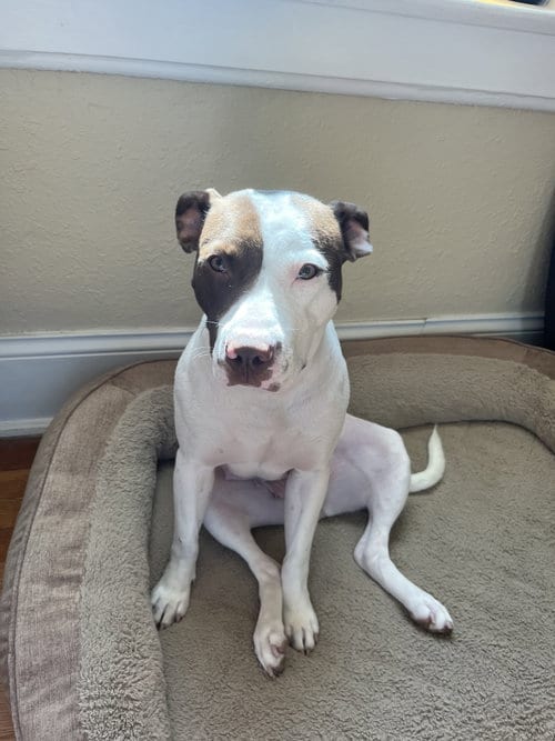 Photo of Catania, adoptable Terrier in St. Louis, Missouri