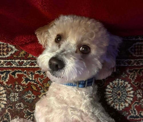 Photo of Cotton (GA), adoptable Unknown breed / mixed in New York, New York