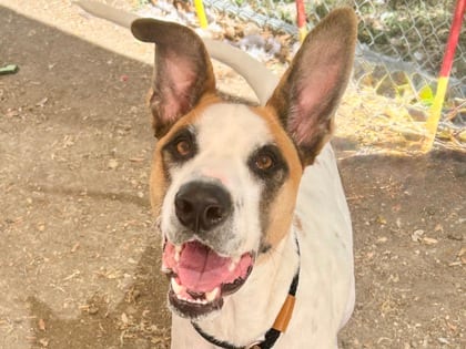 Photo of Titus, adoptable dog in Georgetown, Texas